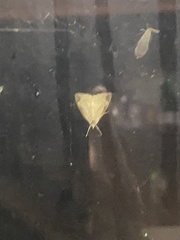 Phalaenostola eumelusalis