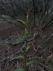 Pterostylis recurva