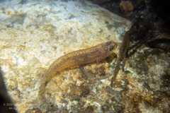 Rhinogobius duospilus