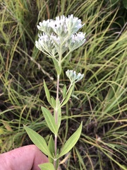 Eupatorium altissimum