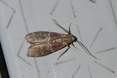 Euzophera ostricolorella