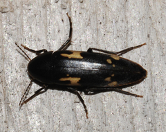 Dircaea liturata