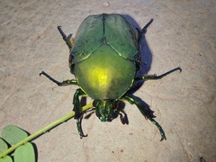 Cotinis mutabilis
