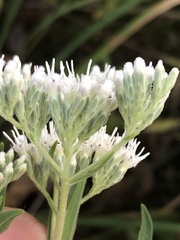 Eupatorium altissimum