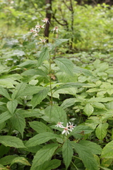Oclemena acuminata image