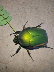 Cotinis mutabilis
