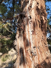 Juniperus occidentalis