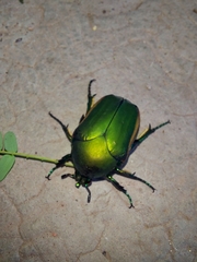 Cotinis mutabilis
