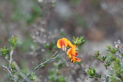 Pultenaea cinerascens