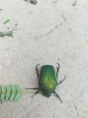 Cotinis mutabilis