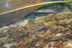 Rhinogobius duospilus