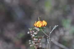 Pultenaea cinerascens
