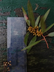 Eucalyptus myriadena