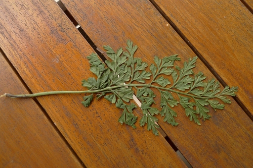 Asplenium gibberosum observed 2015-08-13