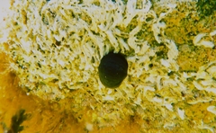 Nerita atramentosa