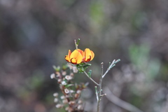 Pultenaea cinerascens
