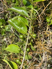 Cyclophyllum barbatum
