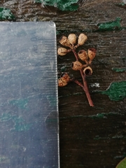 Eucalyptus myriadena