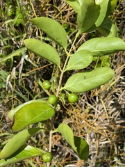 Cyclophyllum barbatum