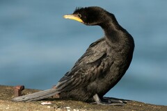 Microcarbo melanoleucos brevirostris