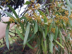 Eucalyptus myriadena