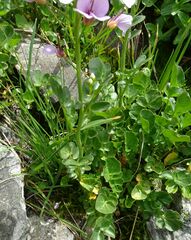 Cardamine raphanifolia acris