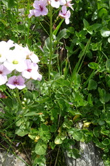 Cardamine raphanifolia acris