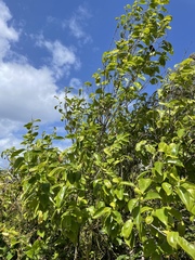 Cyclophyllum barbatum