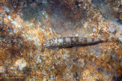 Liniparhomaloptera disparis