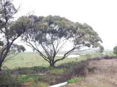 Eucalyptus myriadena