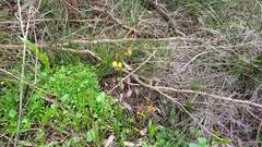 Diuris brumalis