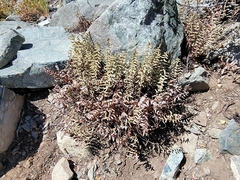 Pellaea bridgesii