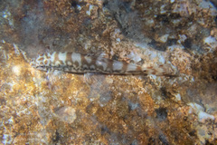 Liniparhomaloptera disparis