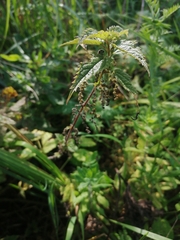 Urtica galeopsifolia
