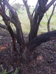 Eucalyptus myriadena
