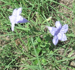 Ruellia nudiflora