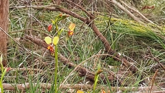 Diuris brumalis