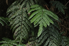 Blechnum wattsii