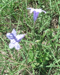 Ruellia nudiflora