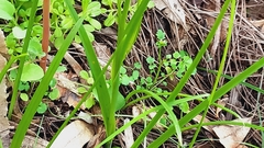 Diuris brumalis
