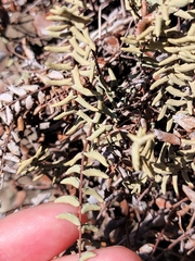 Pellaea bridgesii