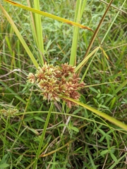 Cyperus entrerianus