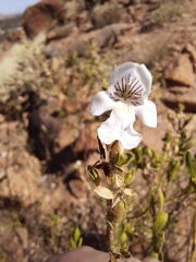 Prostanthera striatiflora