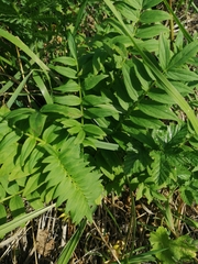Polemonium caeruleum