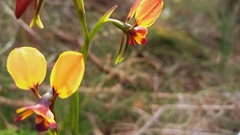 Diuris brumalis