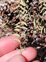 Pellaea bridgesii
