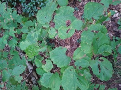 Hamamelis