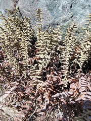 Pellaea bridgesii