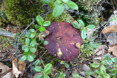 Suillus asiaticus