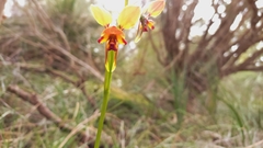 Diuris brumalis